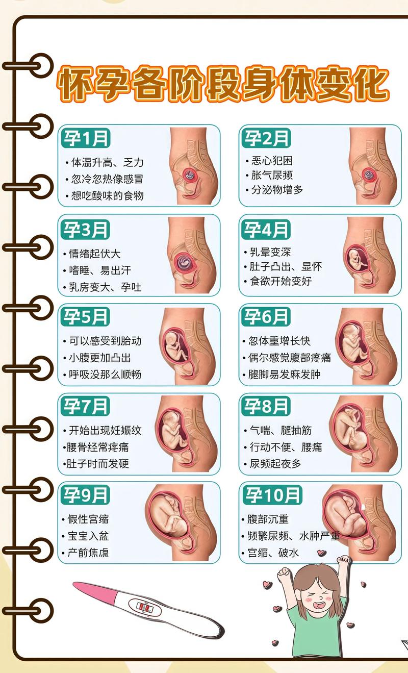揭秘供卵代孕妈妈怀孕小腹分两节，孕期变化的奥秘黄山代生机构: